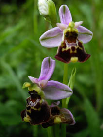 Ophrys fuciflora